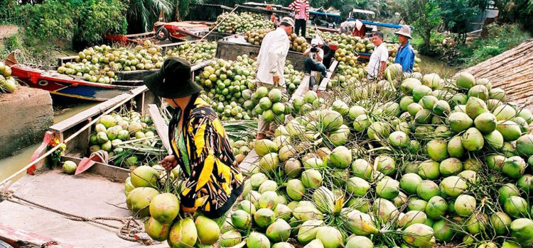 Try drinking coconut water in Ben Tre Mekong Delta