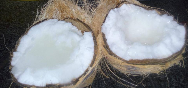 Makapuno coconut of Tra Vinh province