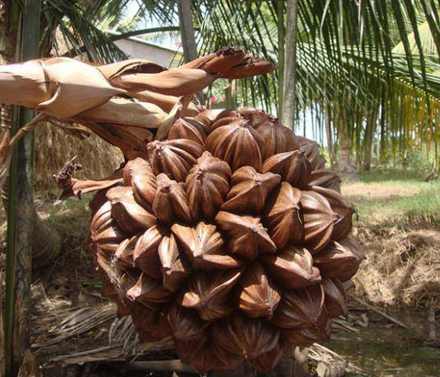 Slide tour Cam Thanh Eco Water Coconut Village Tour